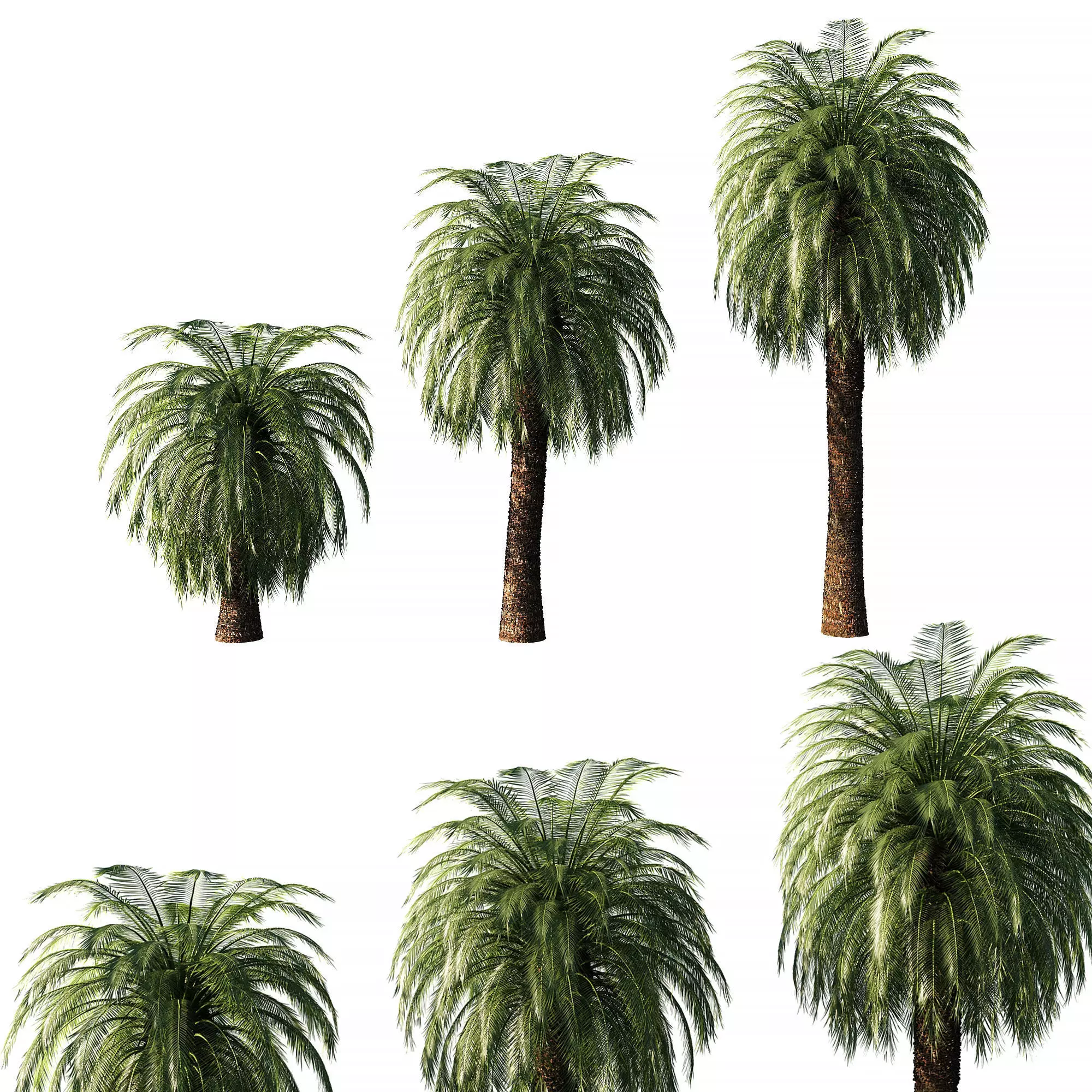 Macrozamia Moorei palm tree 3D model_0