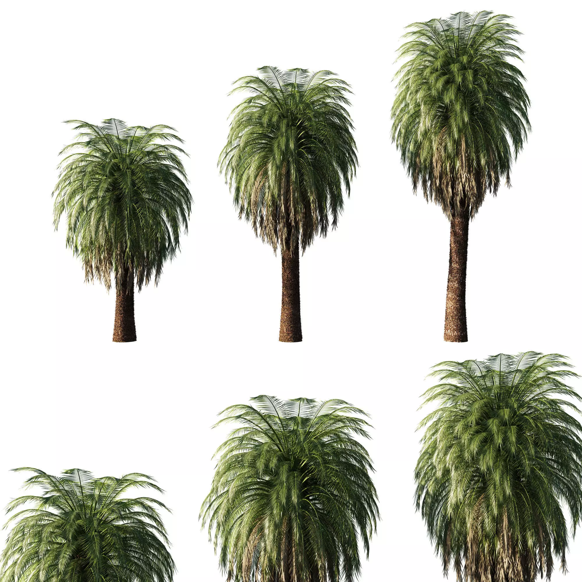 Macrozamia Moorei palm tree 3D model_0