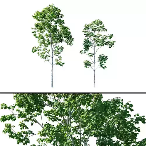 Betula platyphylla Tree