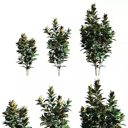 Ficus elastica tree 3D model