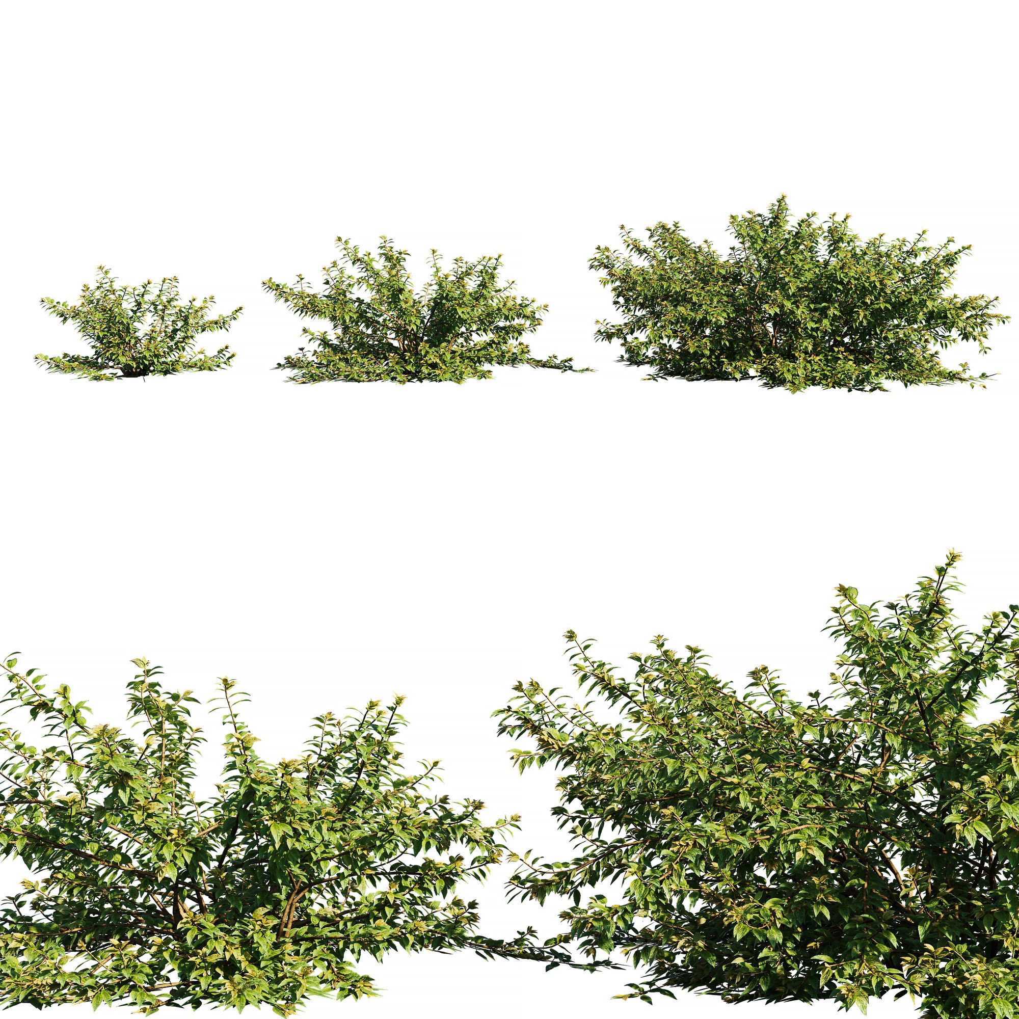 abelia x grandiflora tree 3D model_1