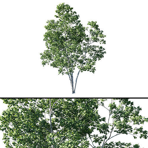 Betula platyphylla Tree 01 3D model