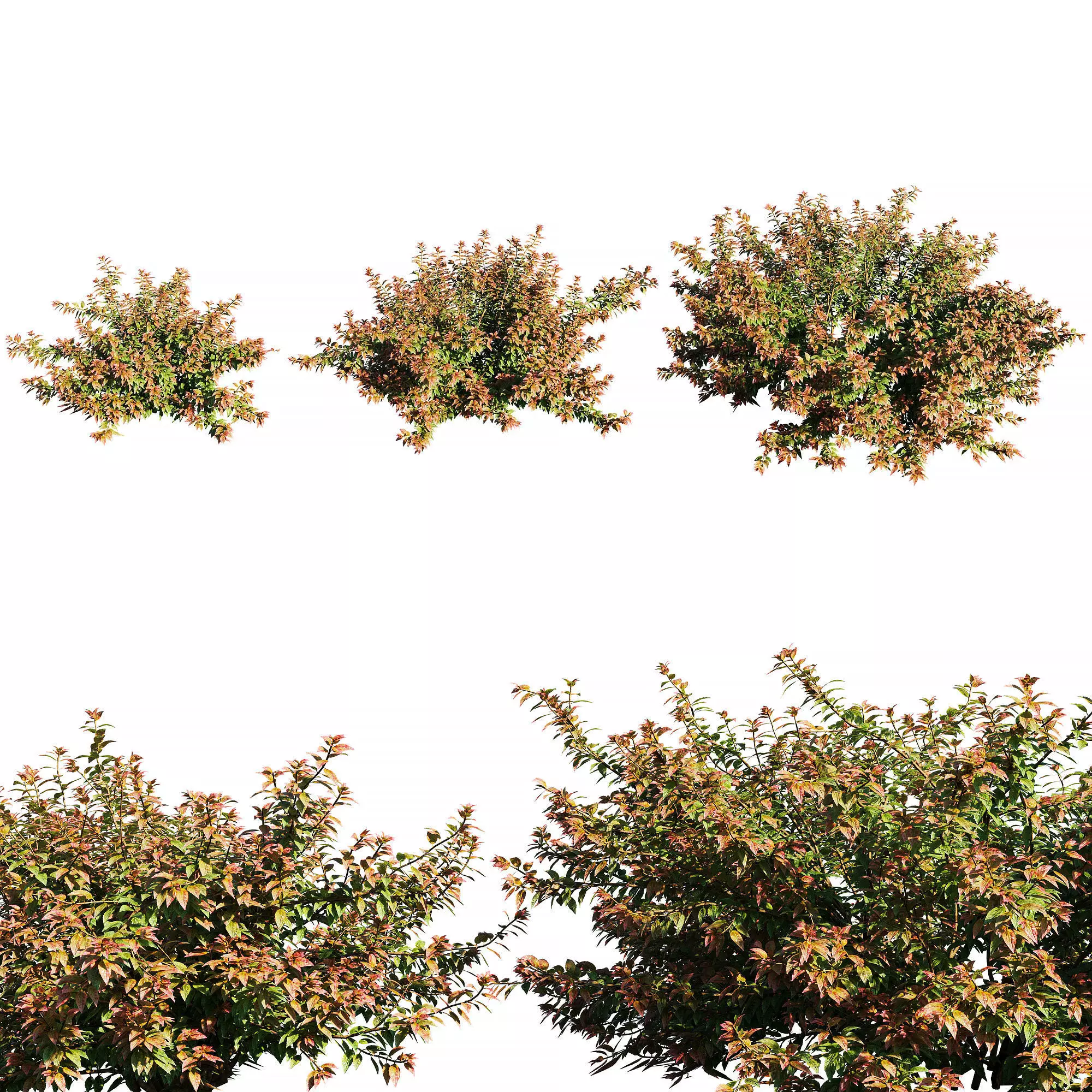 Abelia x grandiflora RED 3D model_0
