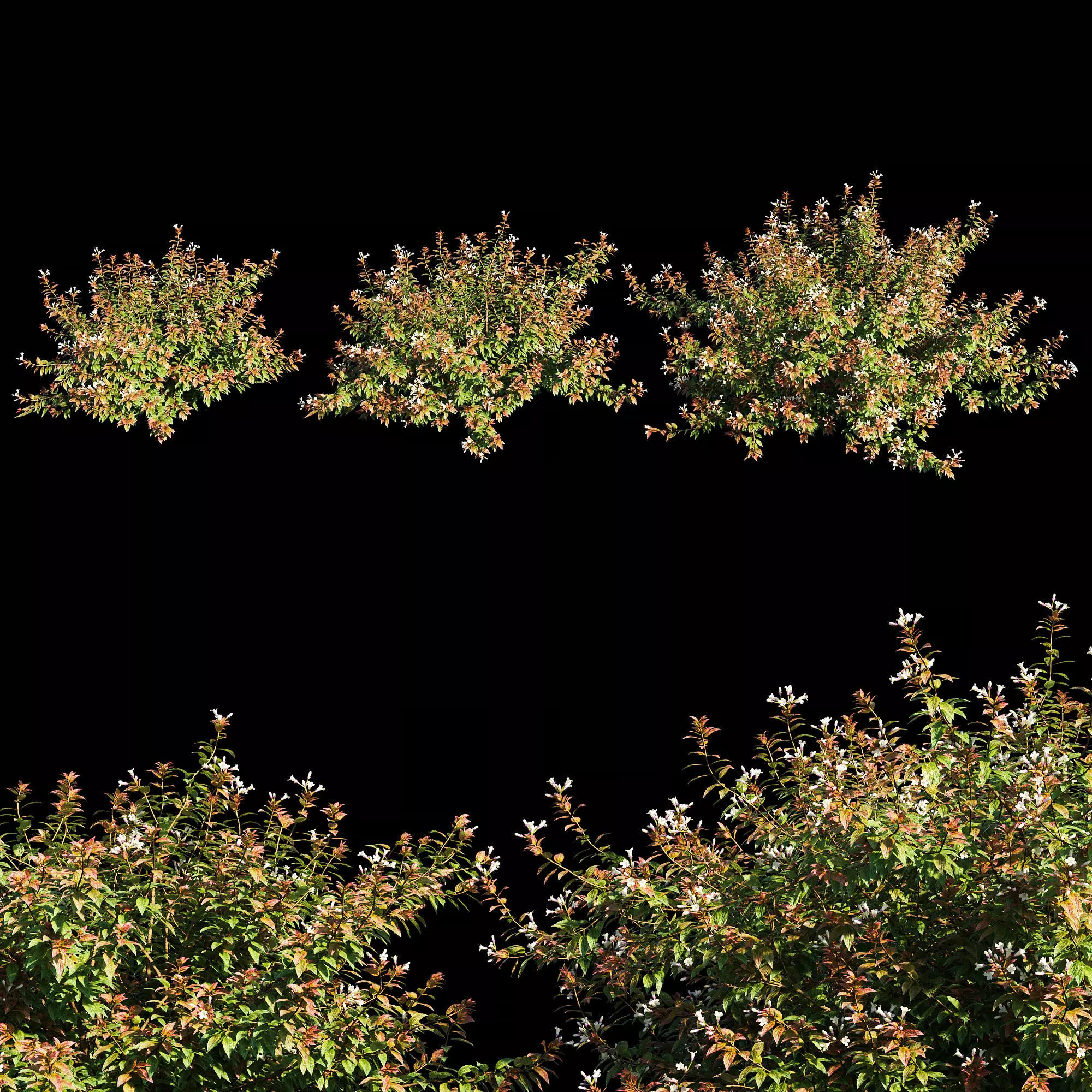 Abelia x grandiflora with flower 3D model_0