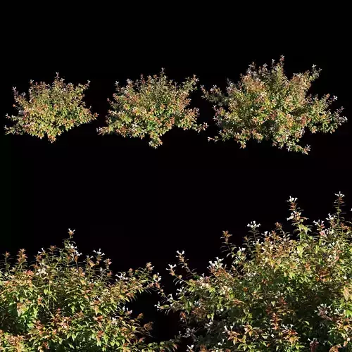 Abelia x grandiflora with flower 3D model