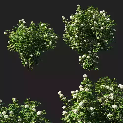 Viburnum dentatum blue muffin 3D model