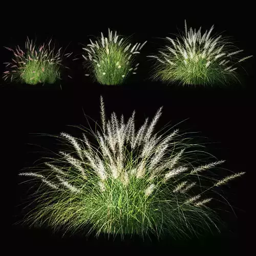 Pennisetum setaceum Plant 3D model