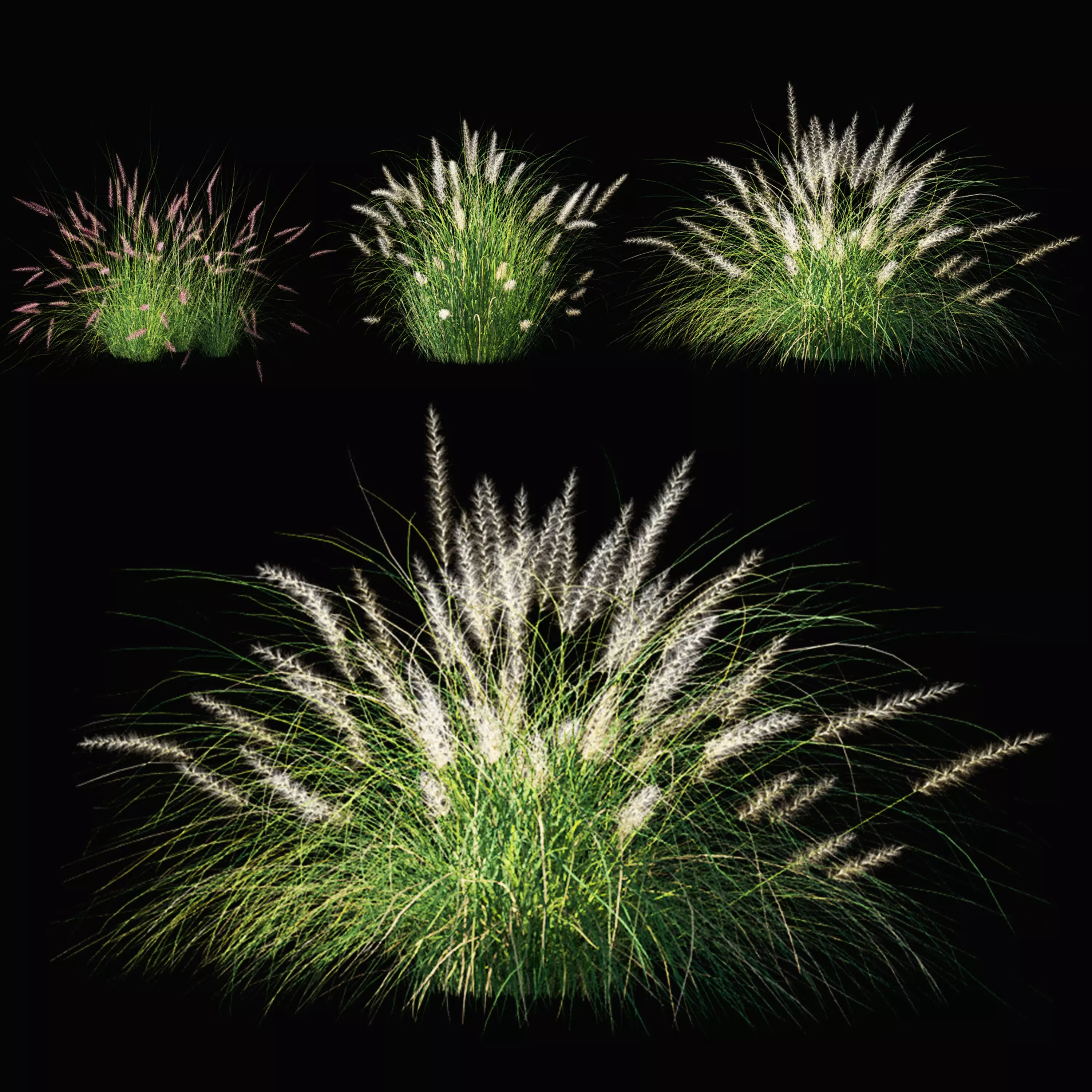 Pennisetum setaceum Plant 3D model_0