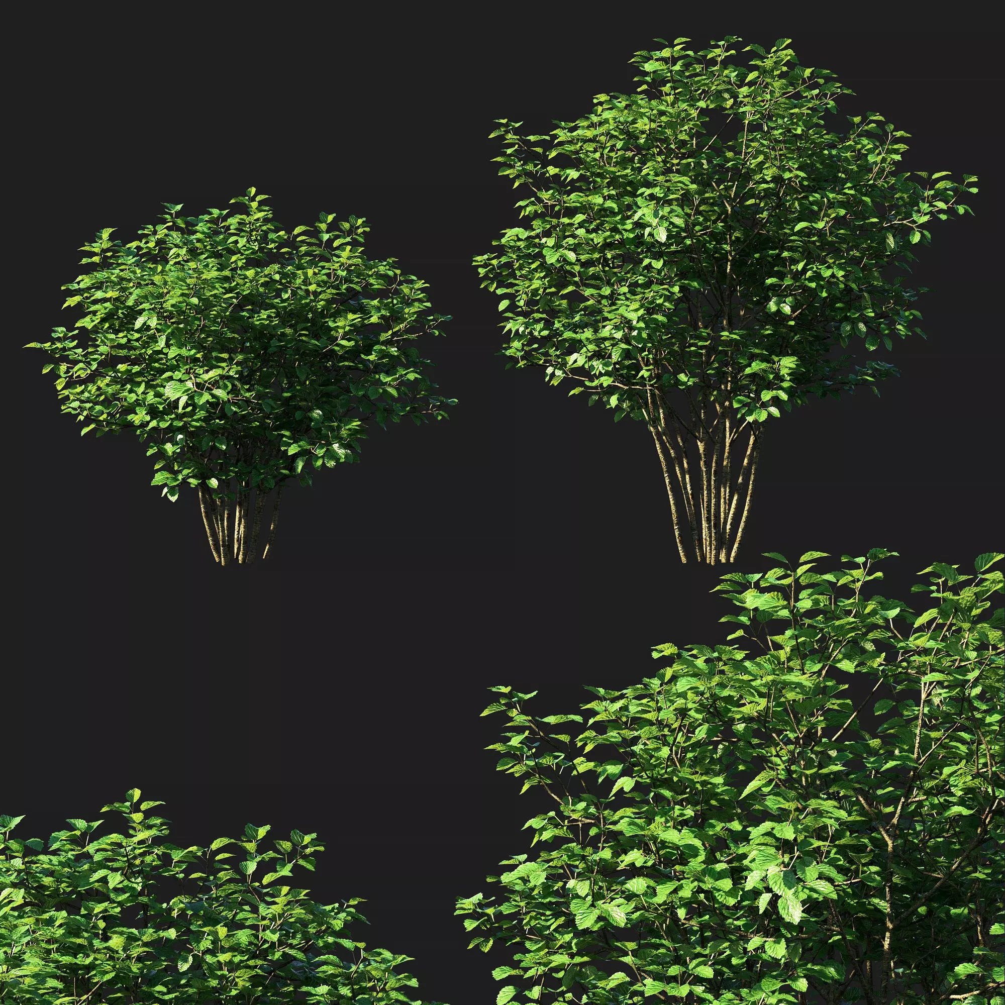 Viburnum dentatum tree 3D model_0