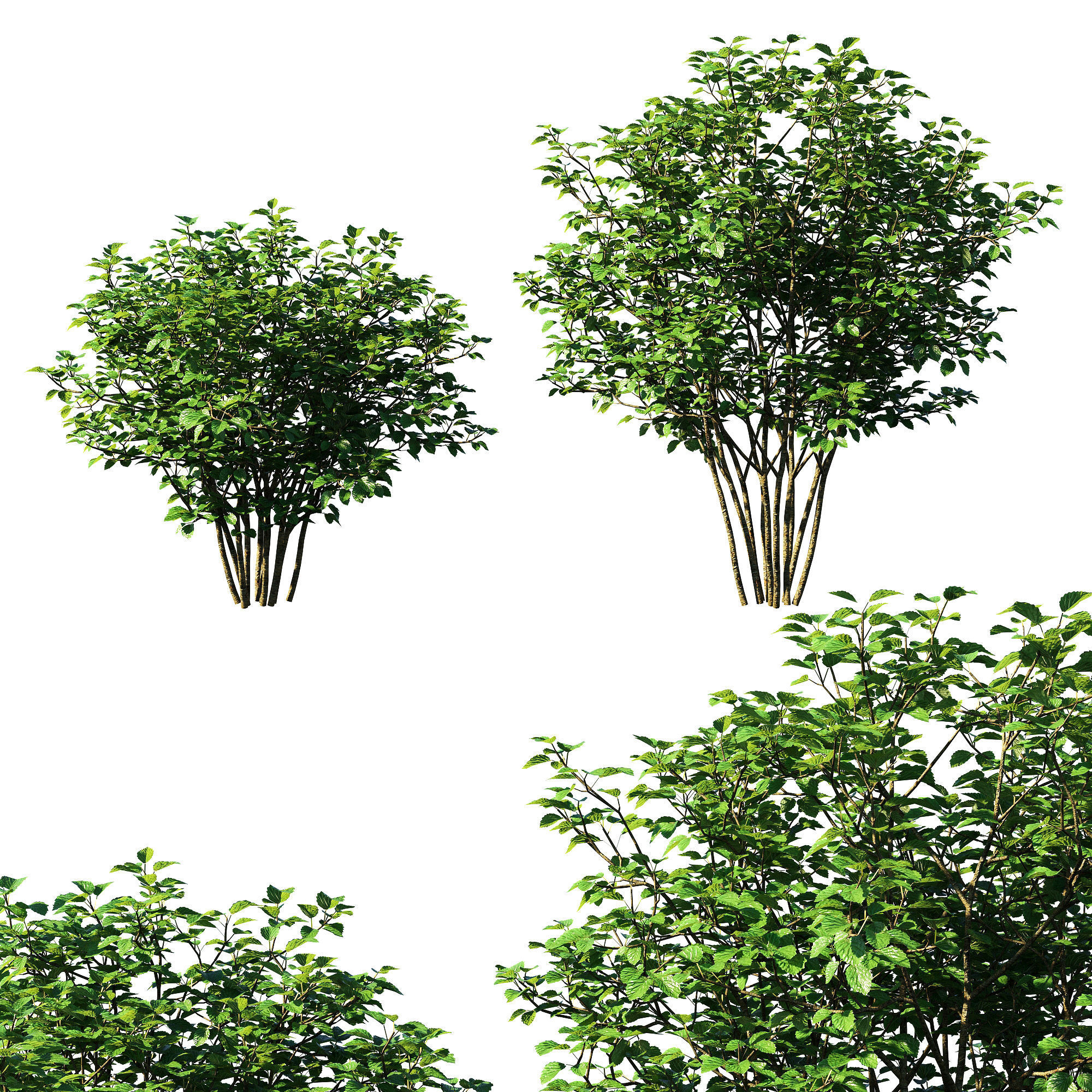 Viburnum dentatum tree 3D model_1