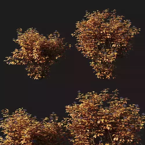 Viburnum dentatum yellow 3D model