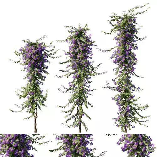 Bougainvillea collection 03