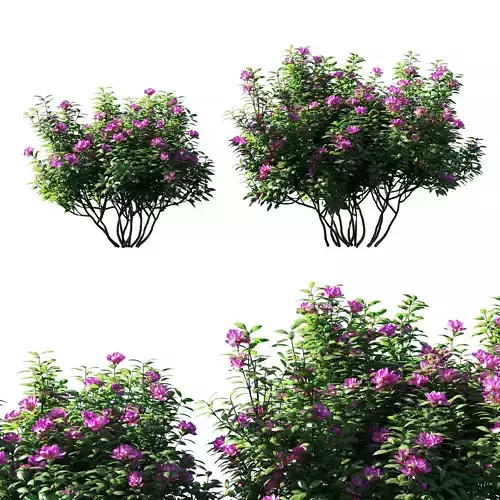 Rhododendron ponticum pink flower 3D model