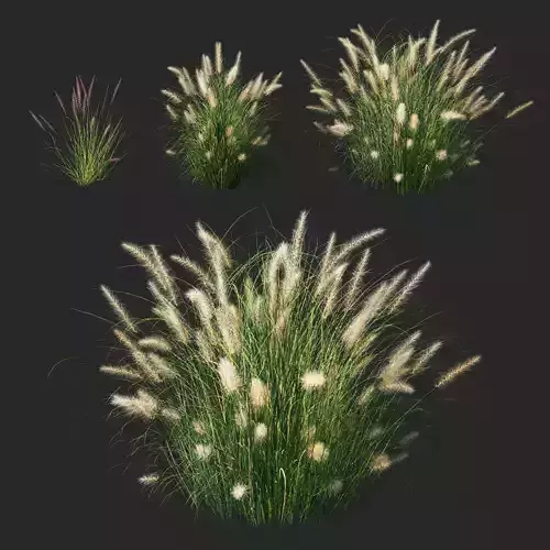 Pennisetum setaceum 02 Plant 3D model