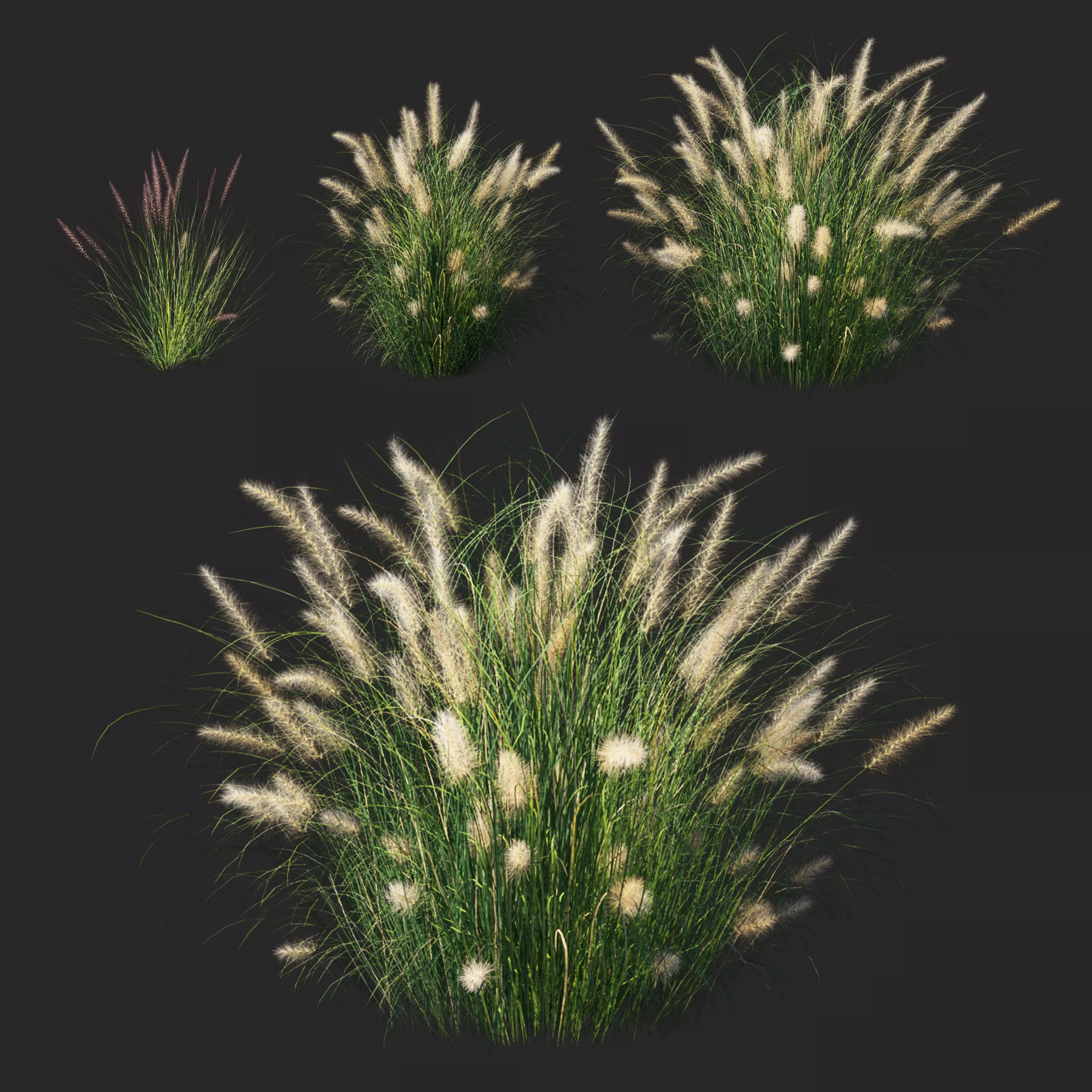 Pennisetum setaceum 02 Plant 3D model_0