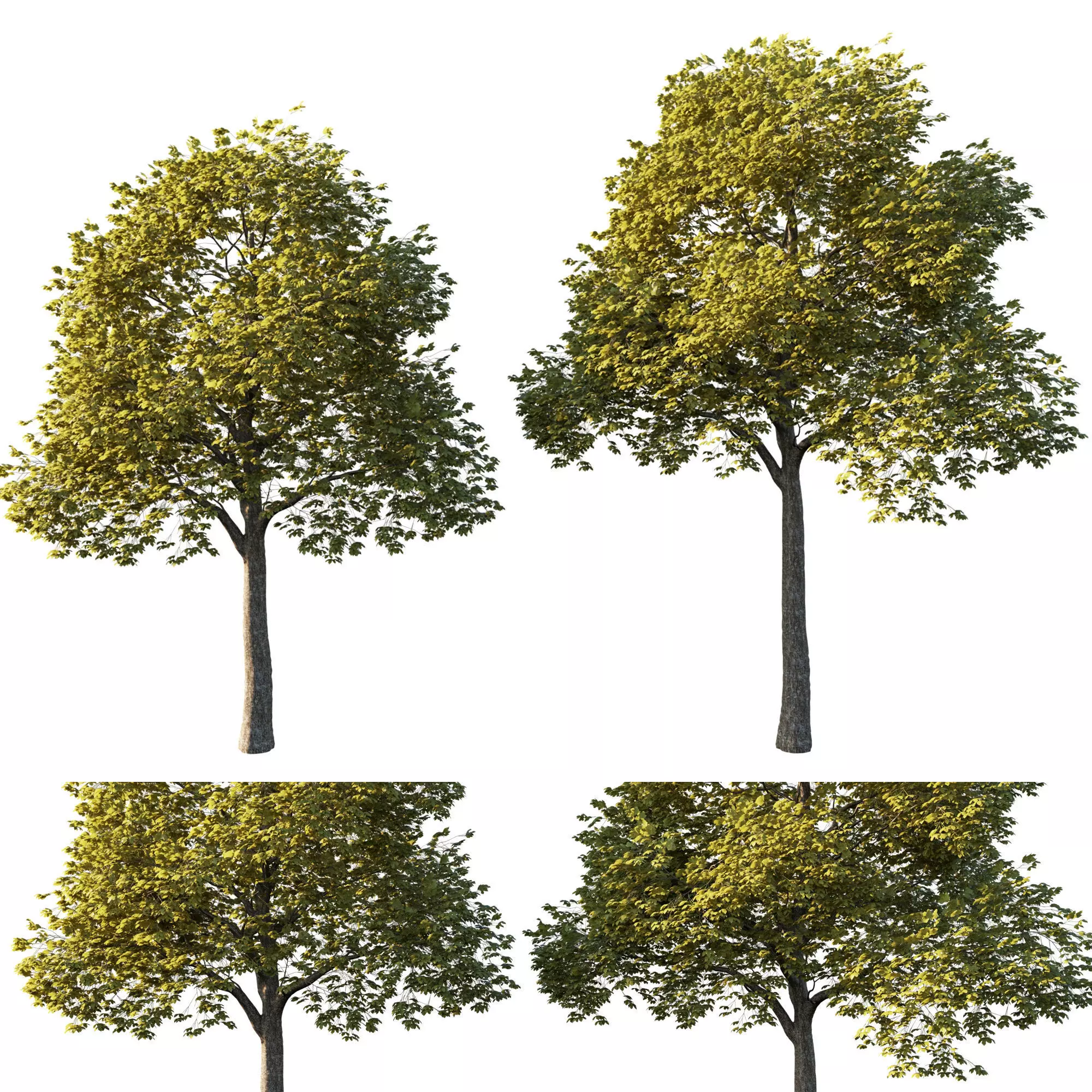 Acer platanoides yellow 3D model_0