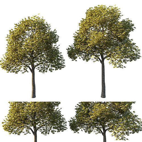 Acer platanoides yellow 3D model