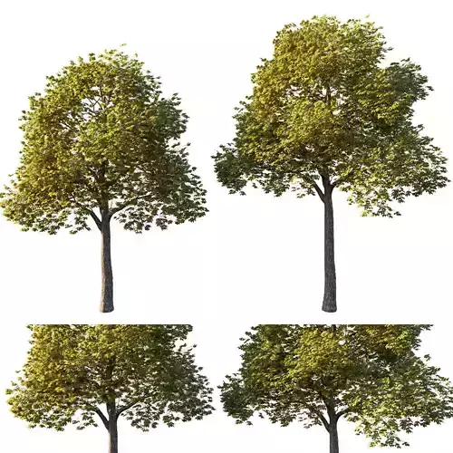 Acer platanoides yellow 3D model