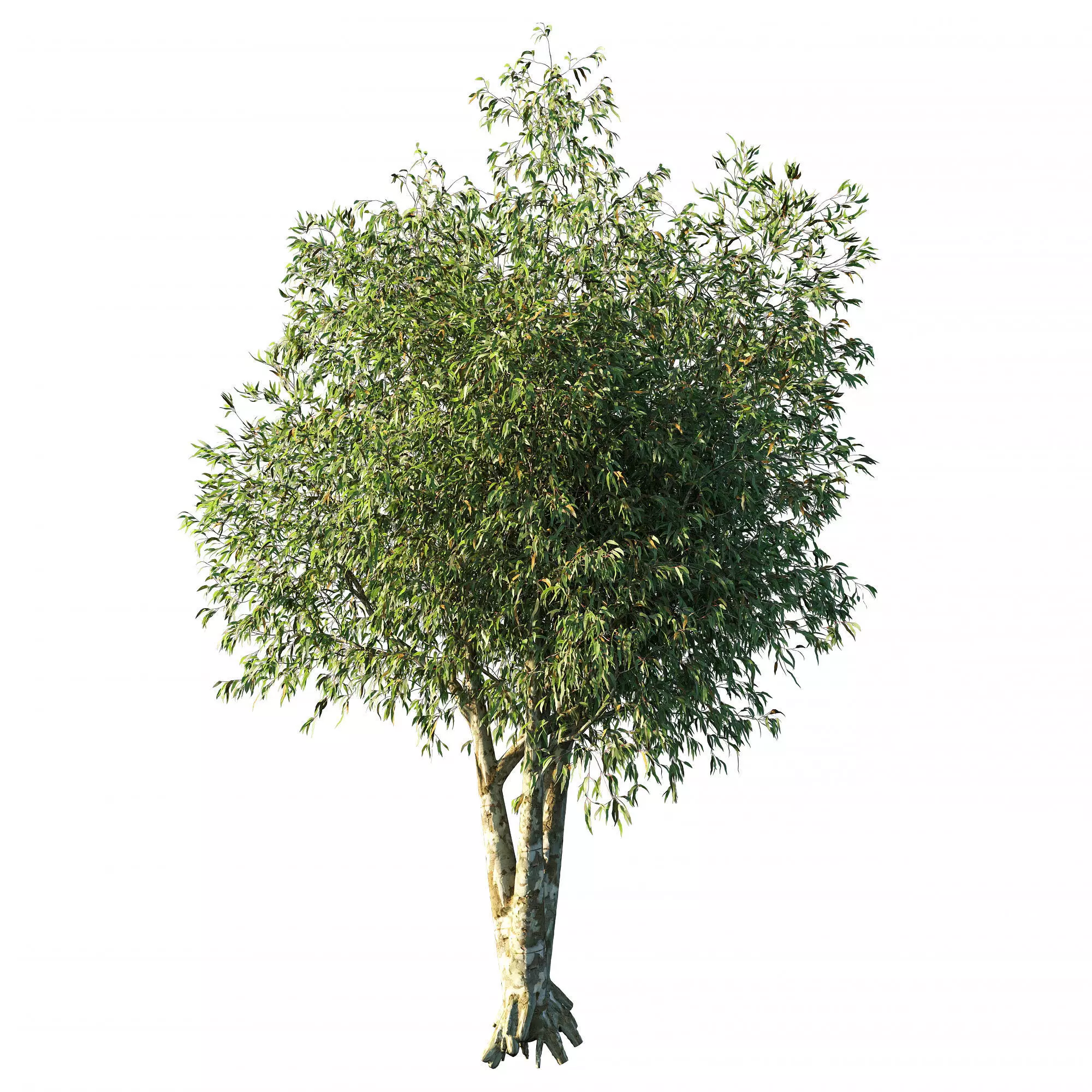 Eucalyptus tree op2 3D model_0