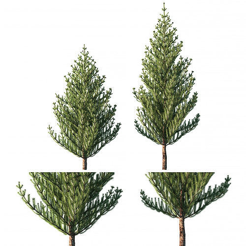Pine tree Pinus sylvestris 3D model