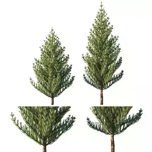 Pine tree Pinus sylvestris