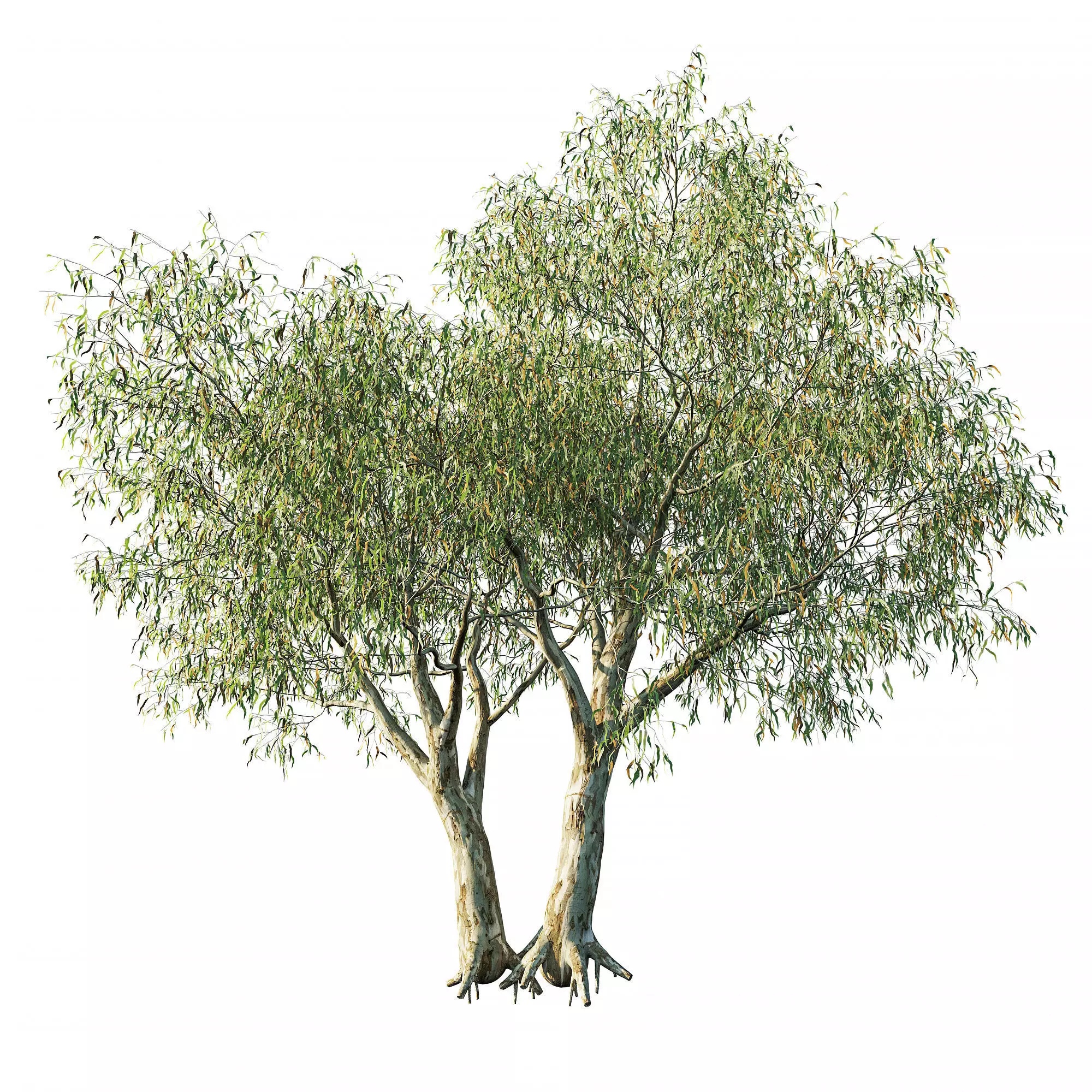 Eucalyptus tree op4 3D model_0