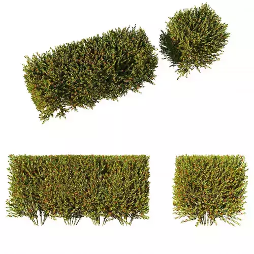 Photinia fraseri Little Red Robin hedge 3D model