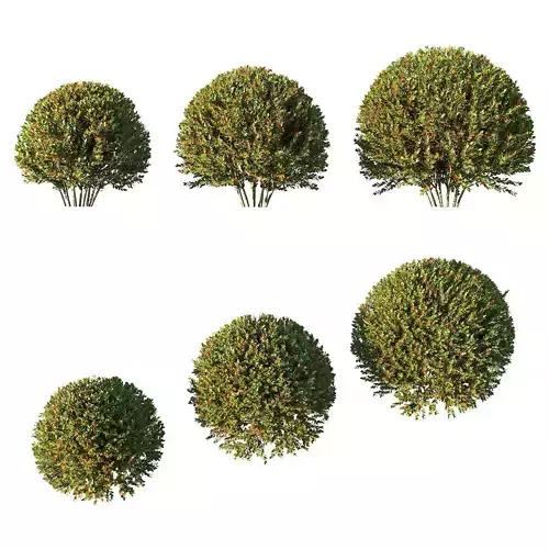 Photinia fraseri Little Red Robin tree 3D model