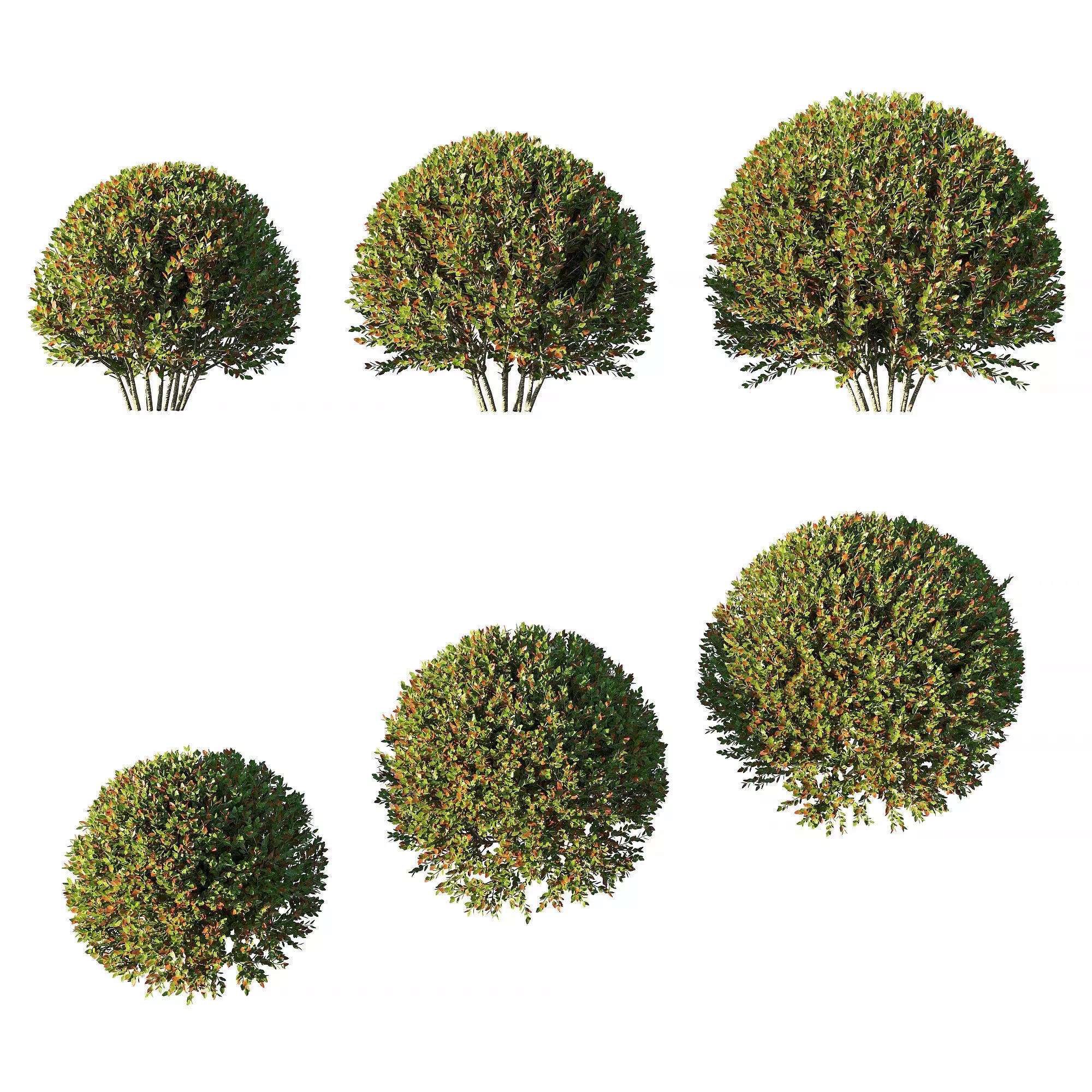 Photinia fraseri Little Red Robin tree 3D model_0