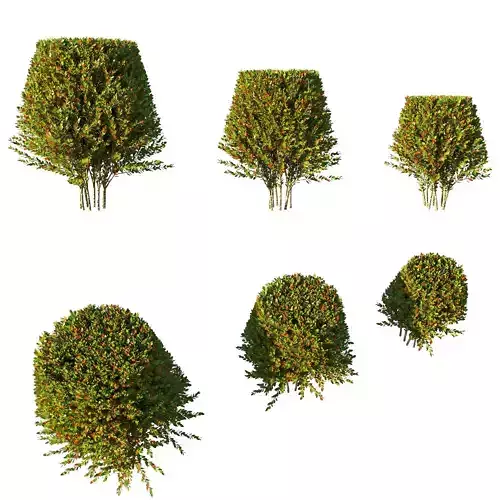 Photinia fraseri Little Red Robin tree2 3D model