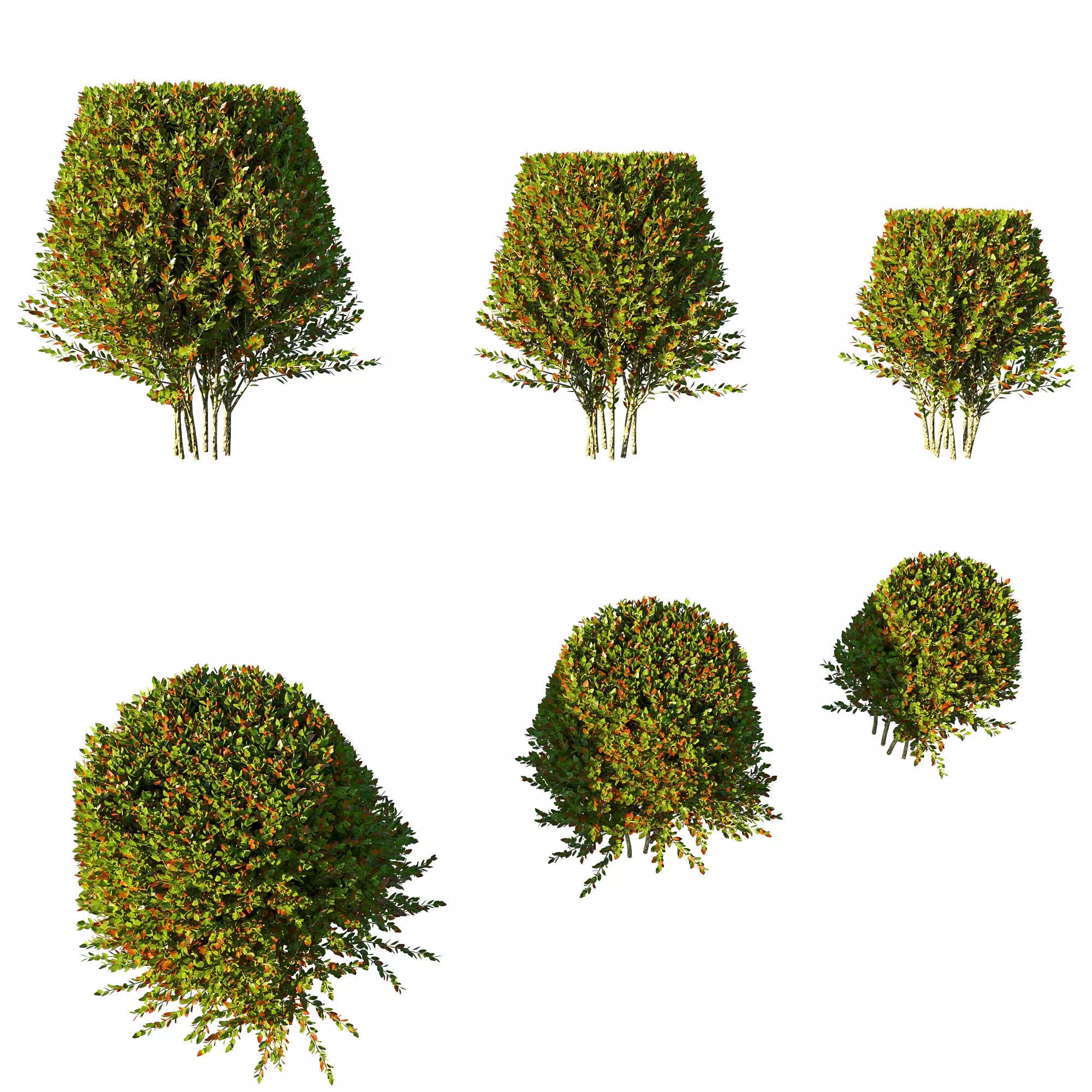 Photinia fraseri Little Red Robin tree2 3D model_0