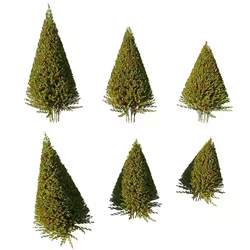 Photinia fraseri Little Red Robin tree3 3D model