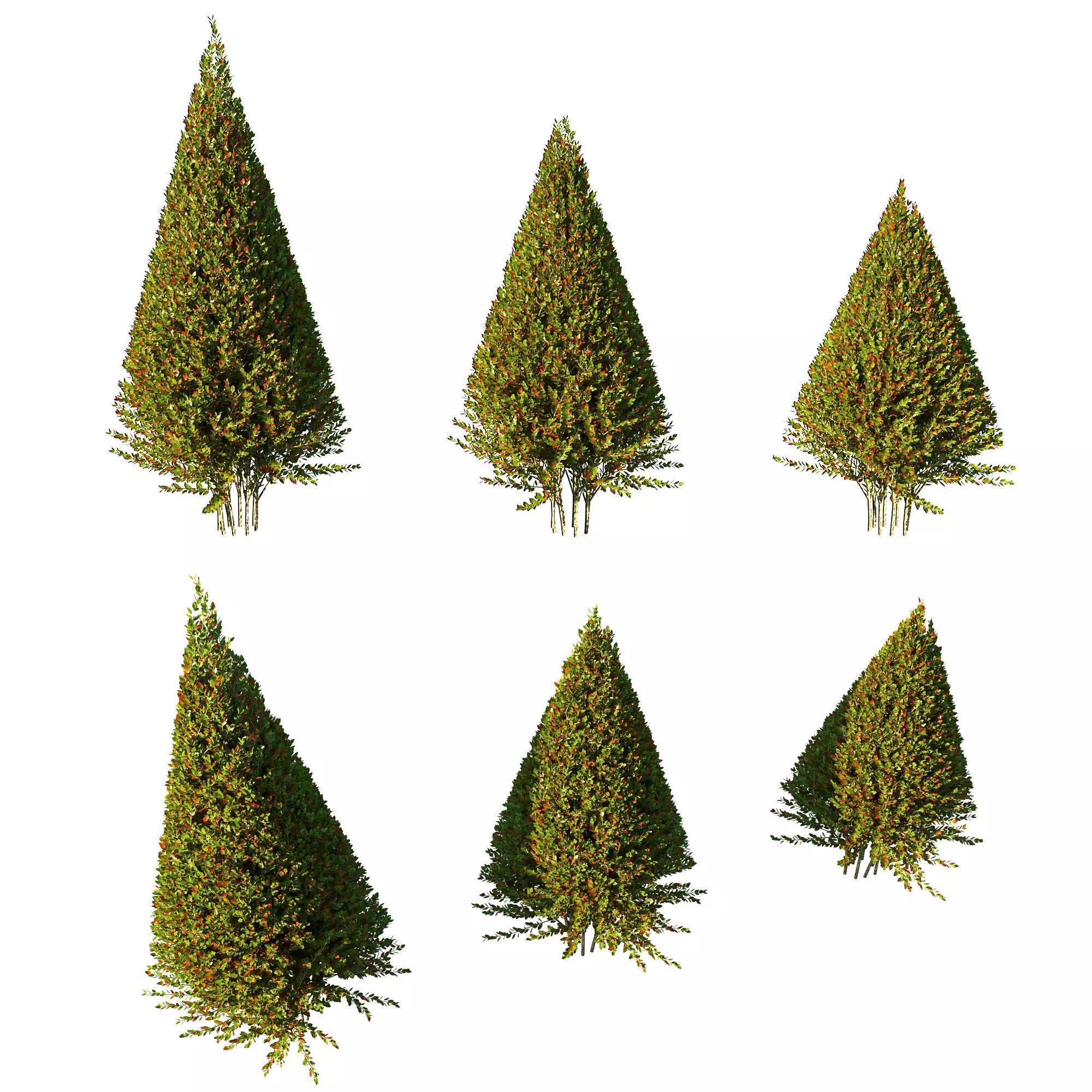 Photinia fraseri Little Red Robin tree3 3D model_0