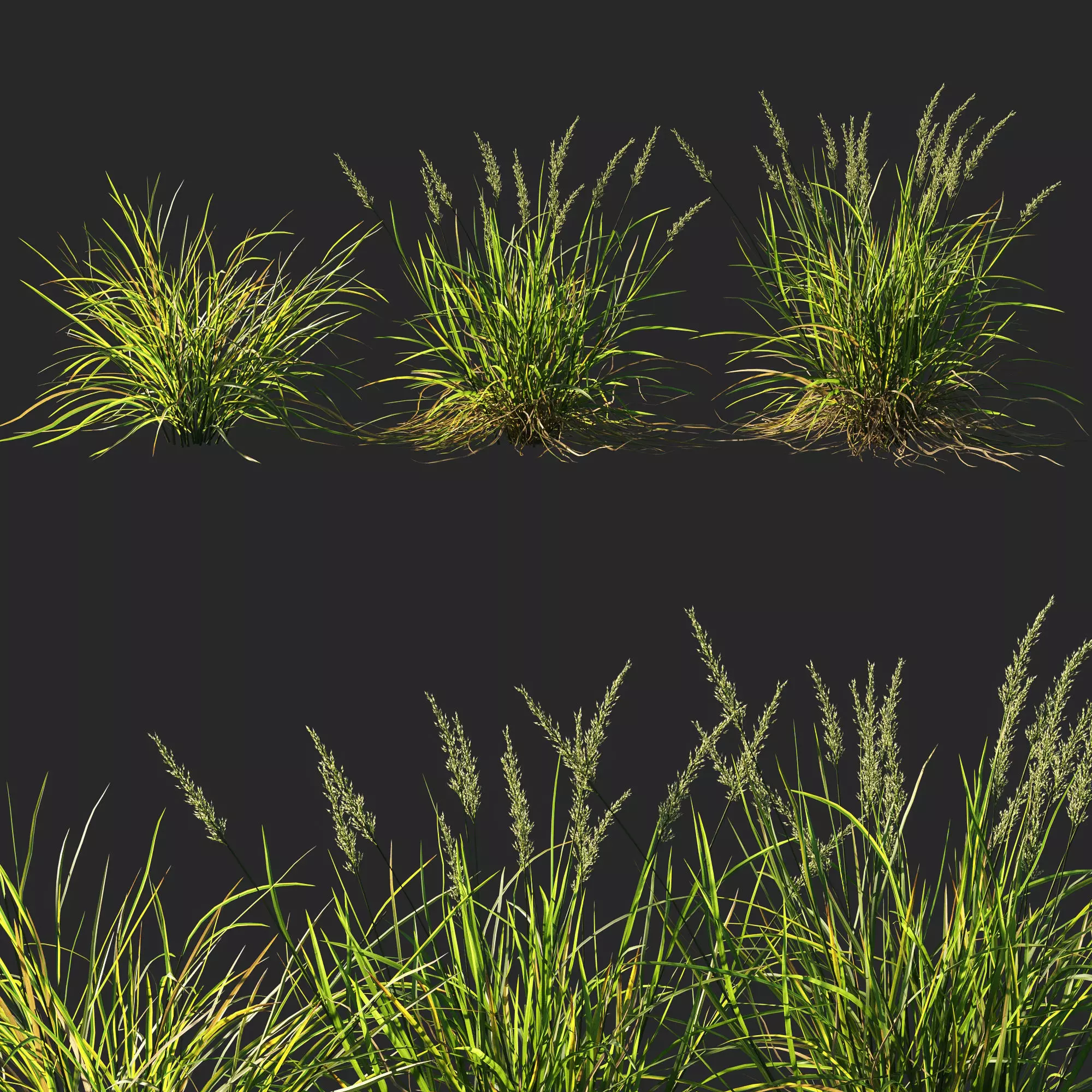Koeleria macrantha grass 3D model_0