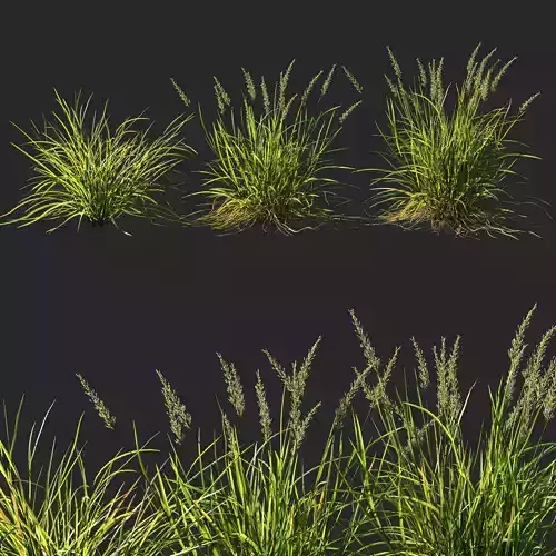 Koeleria macrantha grass 3D model