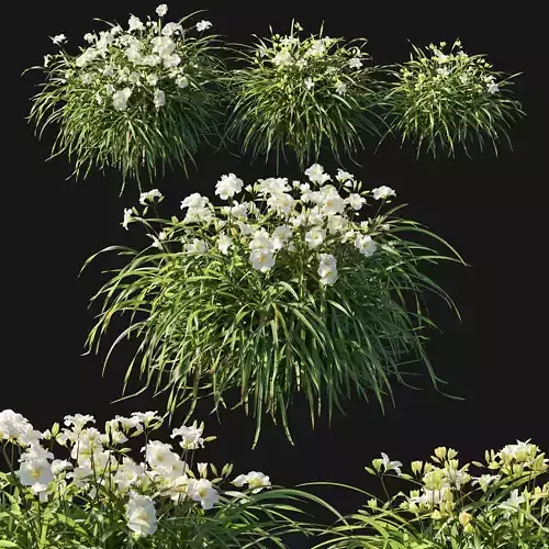 Hemerocallis Arctic Snow 3D model