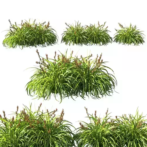 Lomandra longifolia grass 3D model