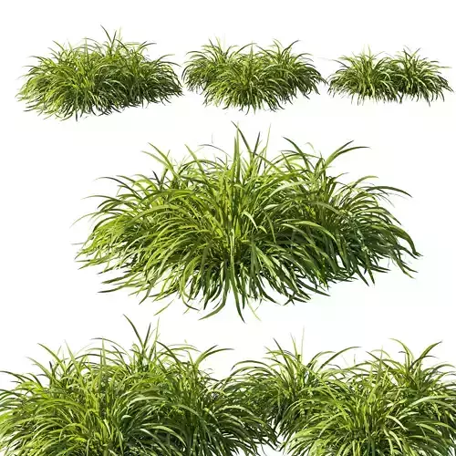 Lomandra longifolia grass 02 3D model