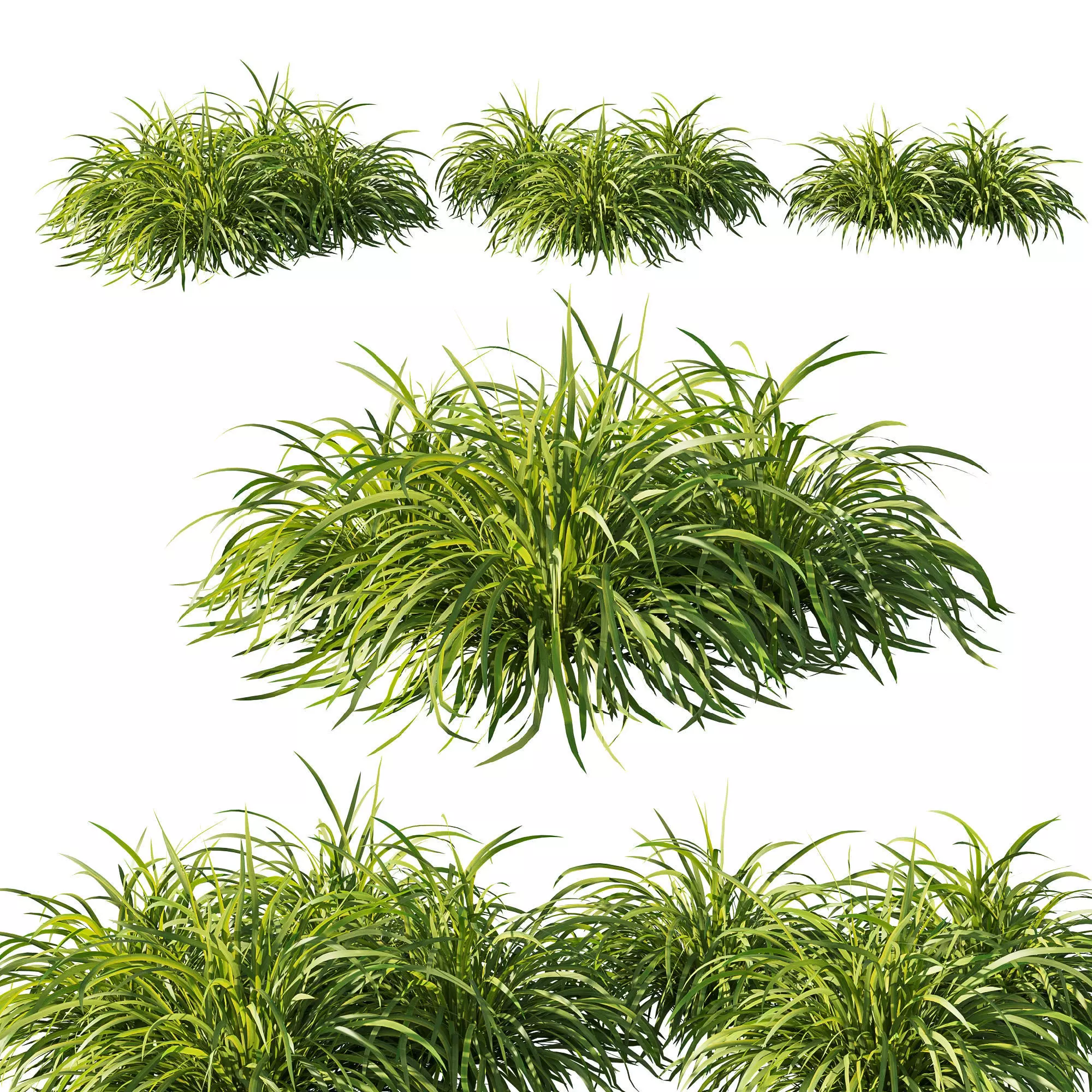 Lomandra longifolia grass 02 3D model