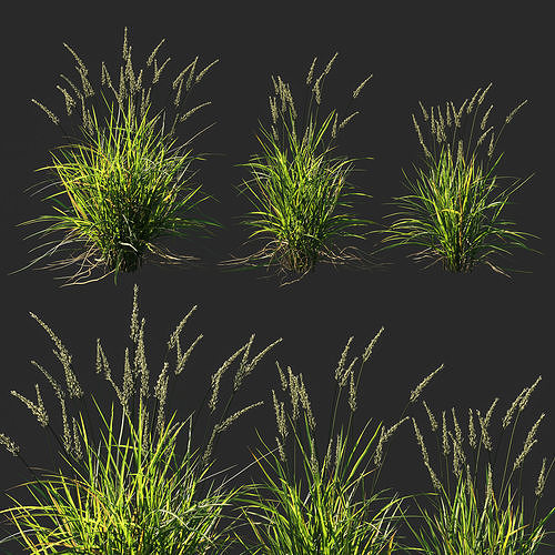 Koeleria macrantha grass 02 3D model