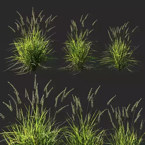 Koeleria macrantha grass 02 3D model