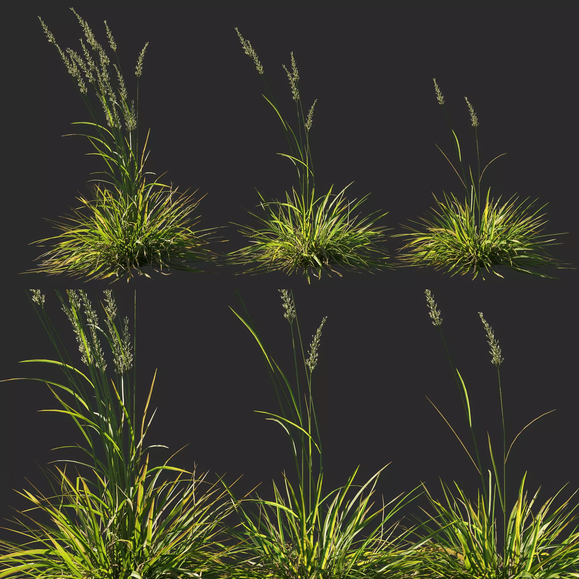 Koeleria macrantha grass 03 3D model_0