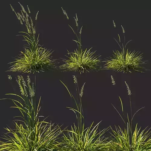 Koeleria macrantha grass 03 3D model