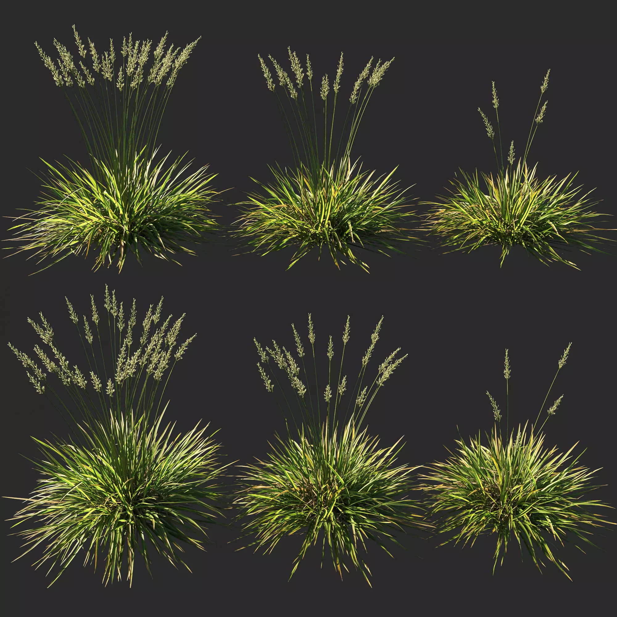 Koeleria macrantha grass 04 3D model_0