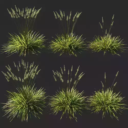 Koeleria macrantha grass 04 3D model