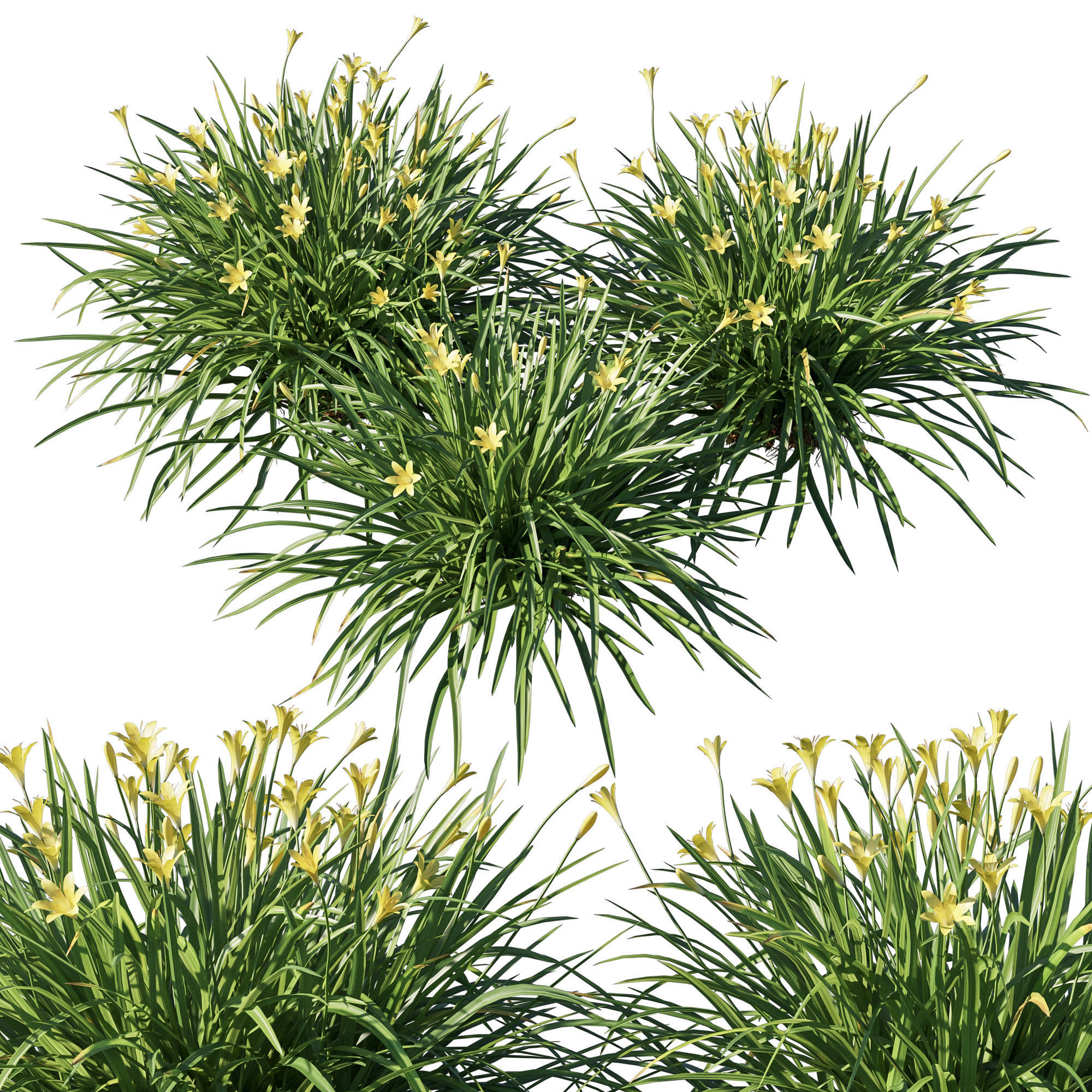 Zephyranthes sulphurea yellow rain lily 3D model_1