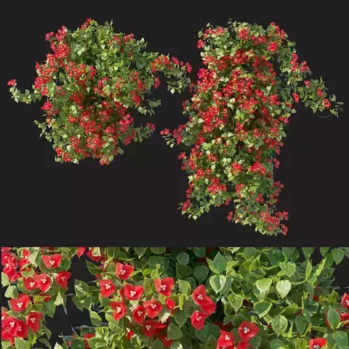 Vines Bougainvillea 03