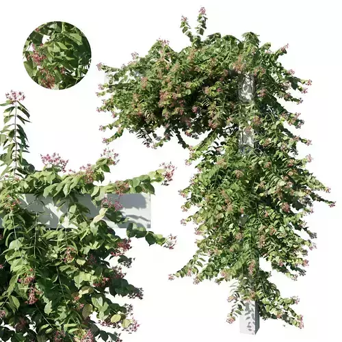 Combretum indicum 04 3D model