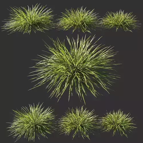 Koeleria macrantha grass 3D model