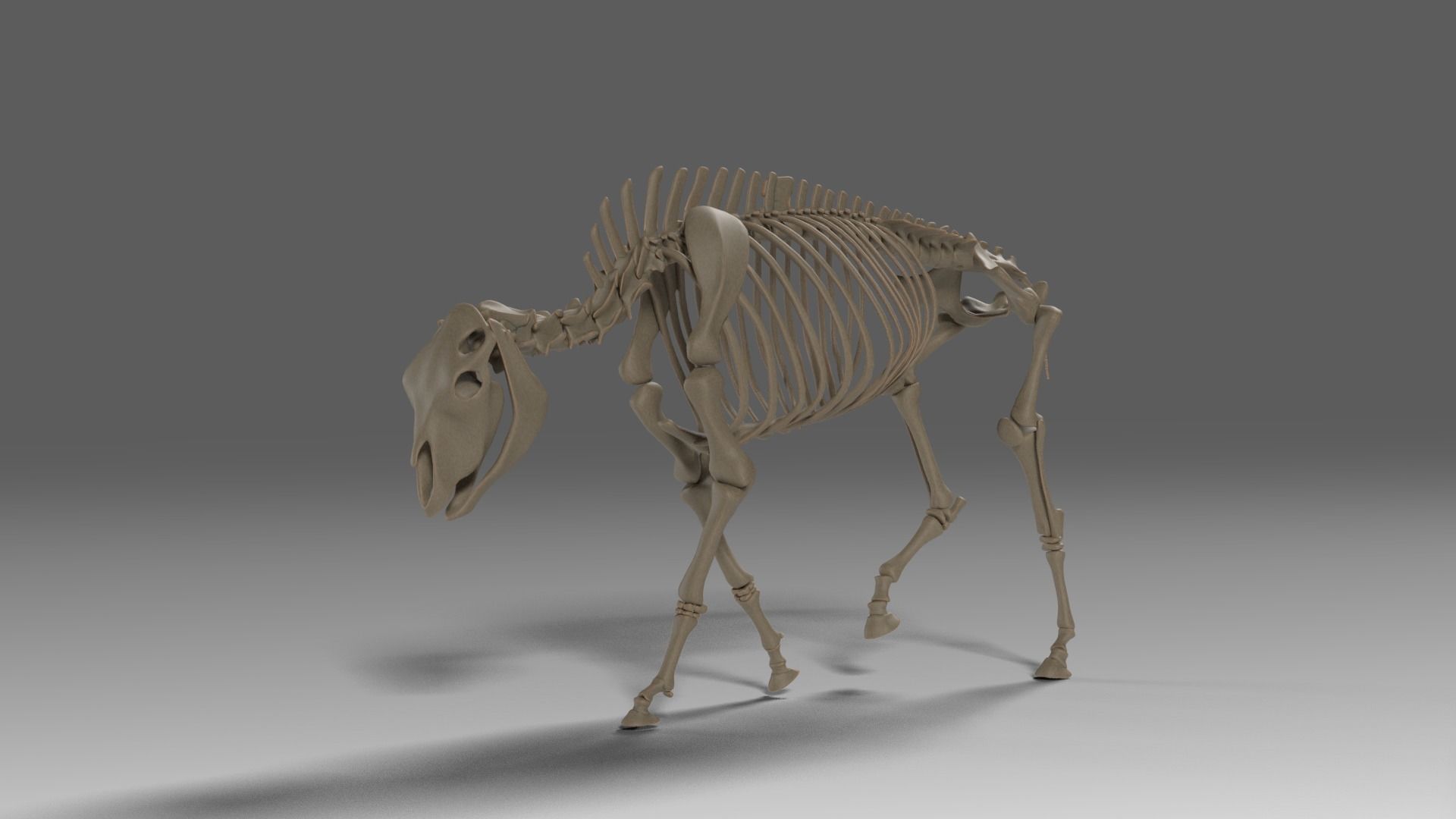 Bison Male Animated 3D model_12